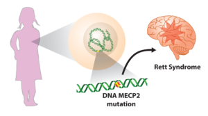 an illustration of a woman with an arrow to an illustration of the MECP2 gene and the brain