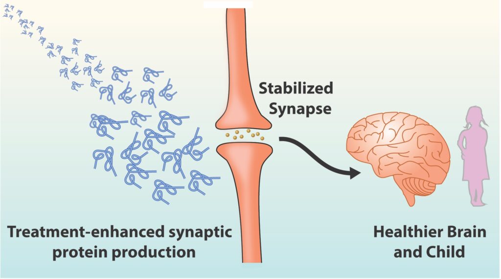 Illustration of proteins enhanced by the IGF-1 peptide treatment stabilizing synapses, leading to a healthier brain and patient