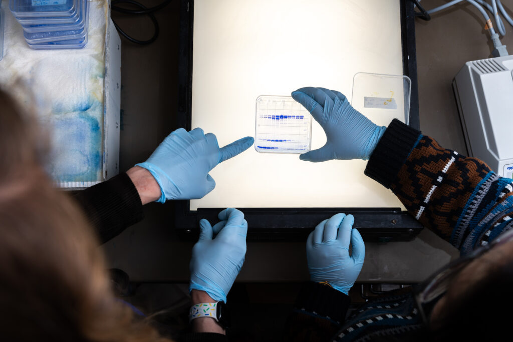 two scientists in nitrile gloves examine agarose gel over a light table after electrophoresis 